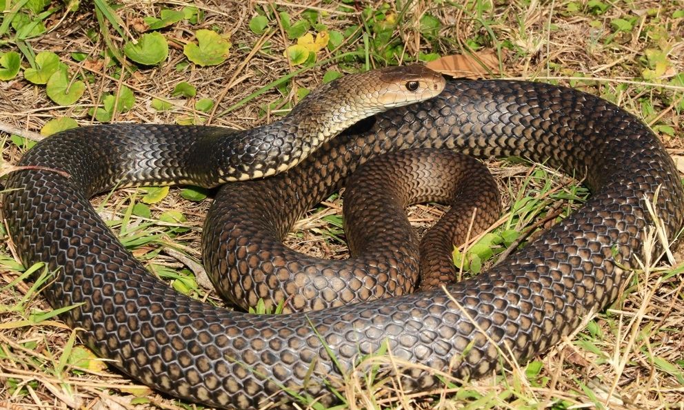 5 dấu hiệu rắn đang lảng vảng gần hoặc ngay bên trong nhà bạn: Số 2 rất nguy hiểm