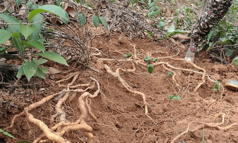 Trồng cây lấy củ được ví như 