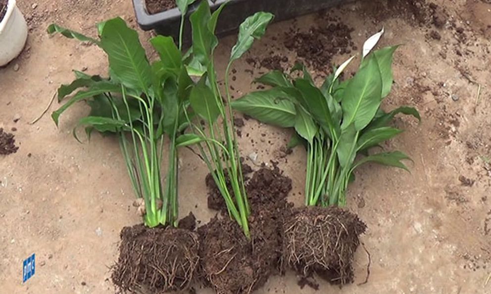 Việt Nam có loại cây được ví như 