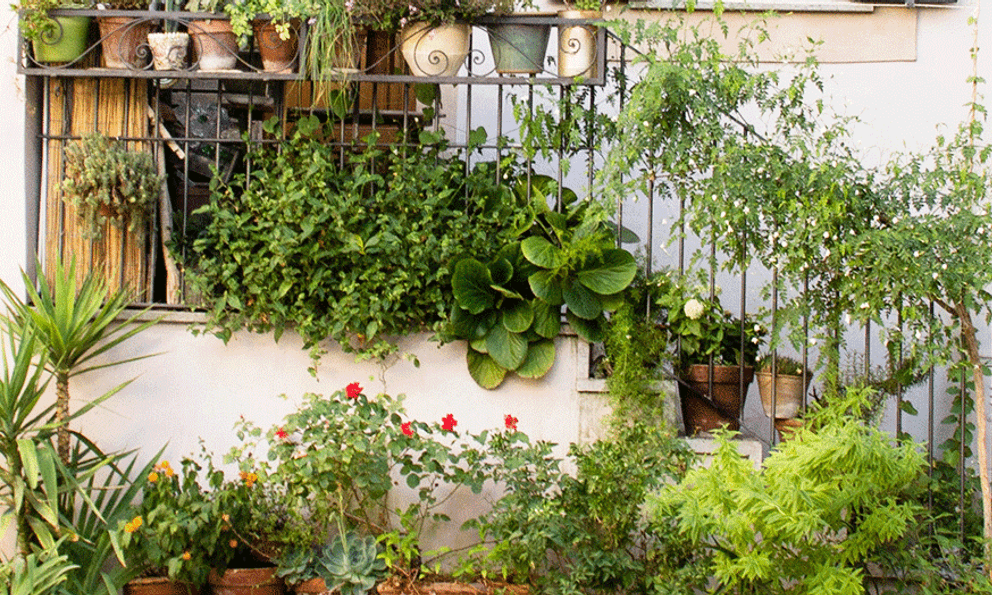 5 loại cây khiến bạn hối hận vì đã trồng quá sát nhà