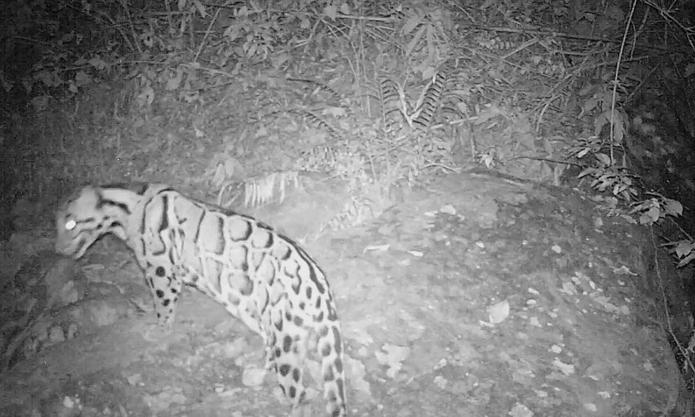 Được xác nhận tuyệt chủng 40 năm, loài vật này bất ngờ xuất hiện trở lại, chuyên gia nói: Hawking đã đúng