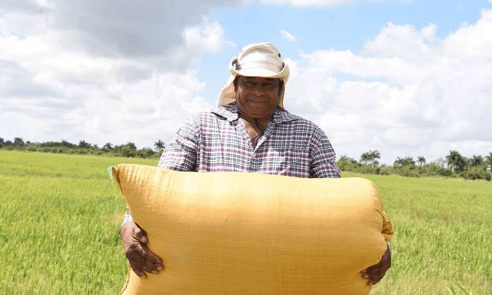 4 giống lúa Việt 'làm mưa làm gió' tại Cuba: Năng suất gấp 3 lần lúa bản địa