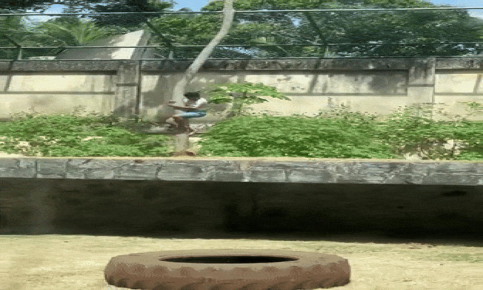 Thanh niên trèo vào chuồng sư tử, đám đông căng thẳng dõi theo: Hình ảnh cuối cùng quá xót xa