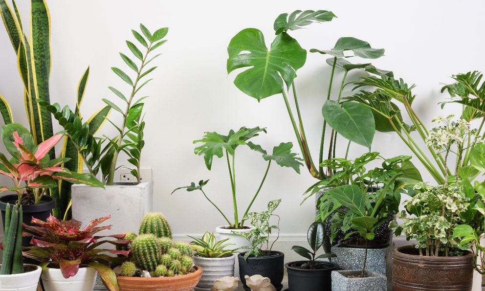 4 loại cây không nên trồng trong nhà dù chỉ 1 chậu