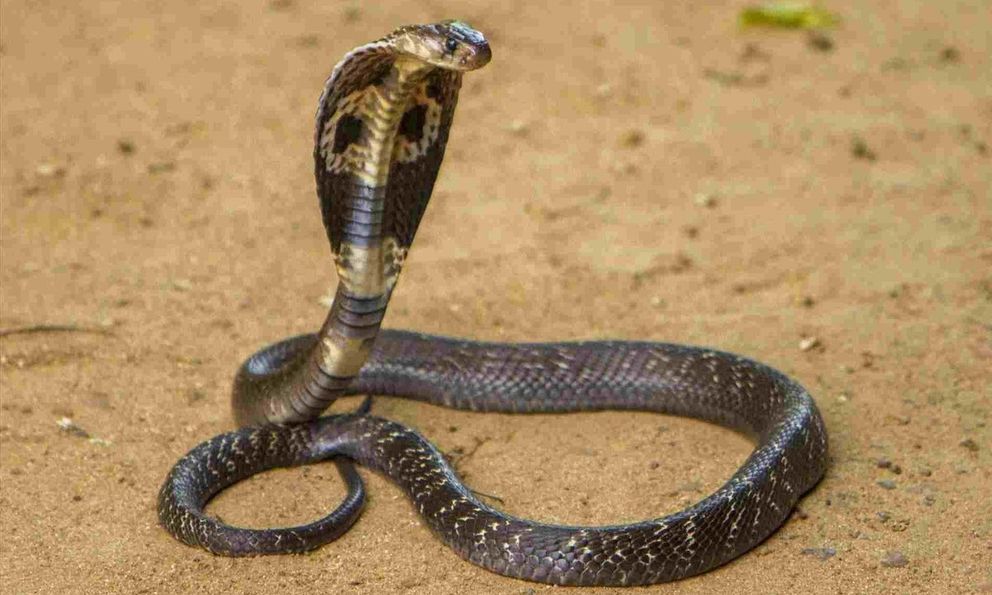 5 loại rắn độc nguy hiểm và phổ biến bậc nhất ở Việt Nam ai cũng nên biết để phòng tránh