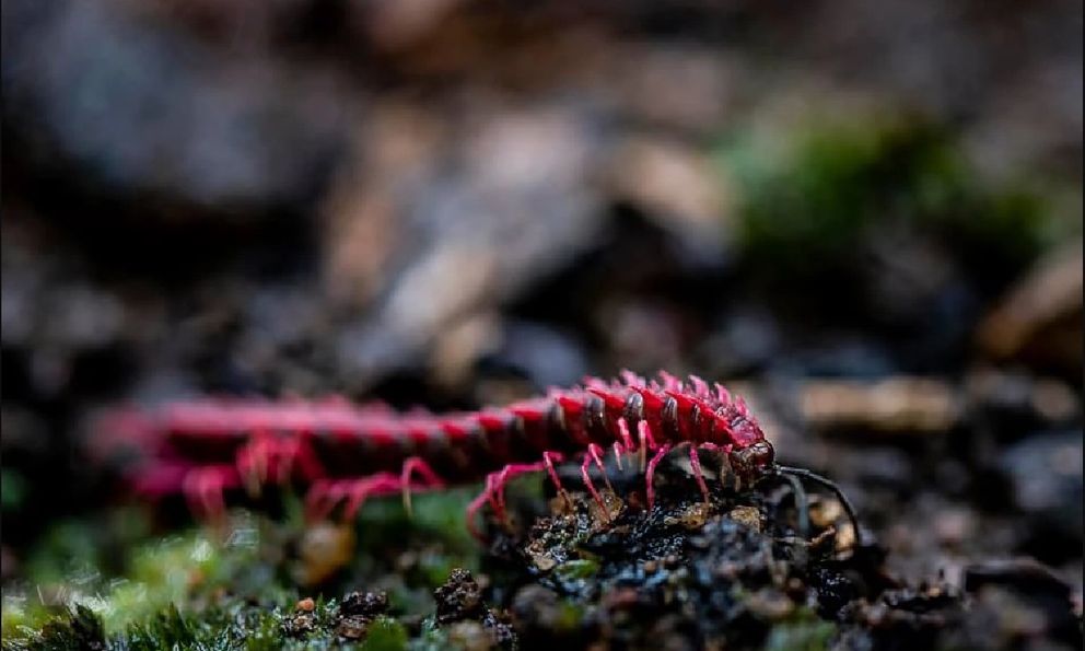 Phát hiện loài sinh vật hiếm chỉ xuất hiện vài ngày mỗi năm, du khách nối đuôi nhau đến tận nơi xem