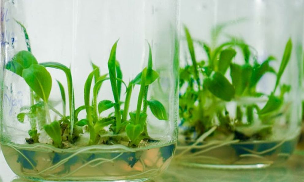 'Cây giảm nghèo' giúp nhiều nông dân thành tỷ phú: Xuất khẩu sang toàn nước lớn