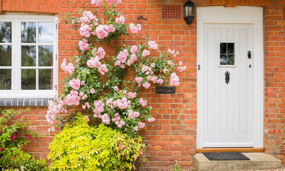 4 loại cây không nên trồng trước nhà dù thích đến mấy