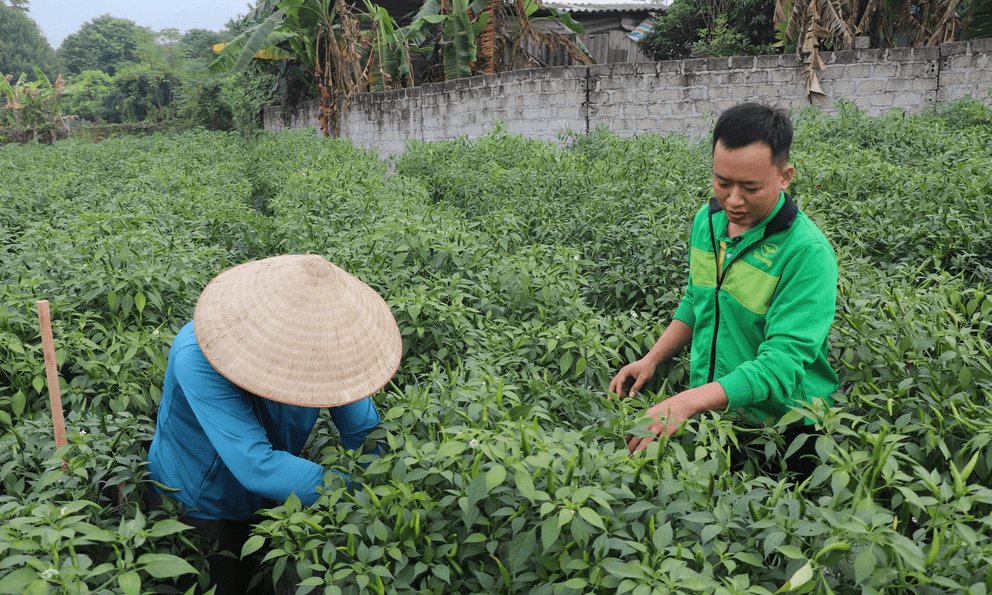 Loại quả tăng giá kỷ lục, nông dân Tuyên Quang thu gần tỷ đồng/vụ