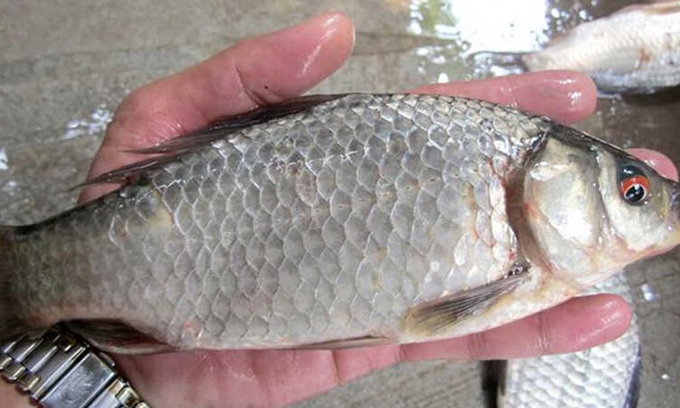 Loại cá nhỏ, rẻ nhưng được thầy thuốc xưa gọi là ‘đại bổ’, nhiều nhà nấu mãi mà không biết giá trị thật