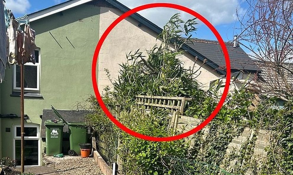 6 loại cây không nên trồng cạnh nhà vì rất nguy hiểm, có loại khiến gia chủ mất nhà như chơi