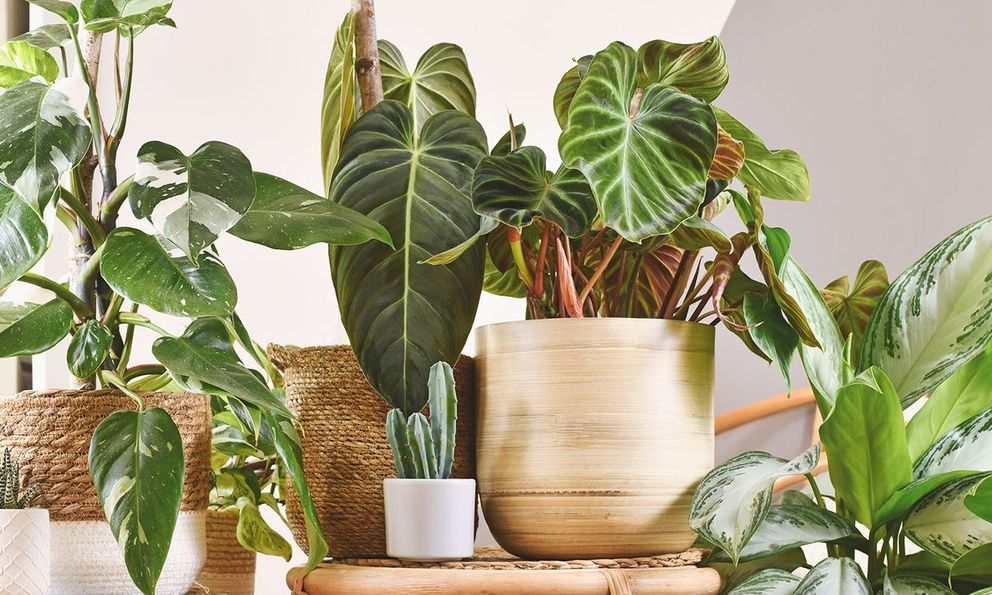 9 loại cây tuyệt đối không nên trồng trong nhà có trẻ nhỏ