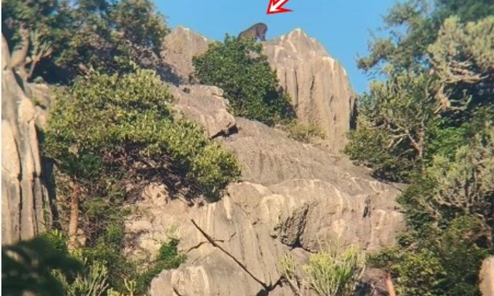 Kiểm lâm bất ngờ phát hiện loài vật cổ xưa trên sườn núi, người dân không khỏi xôn xao