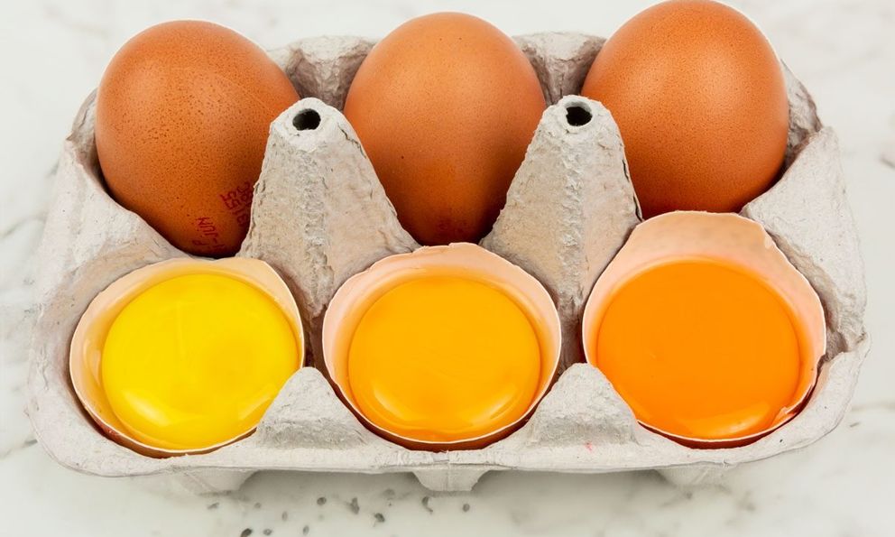 Ăn lòng đỏ trứng gây đau tim? Bác sĩ tiêu hóa tiết lộ sự thật