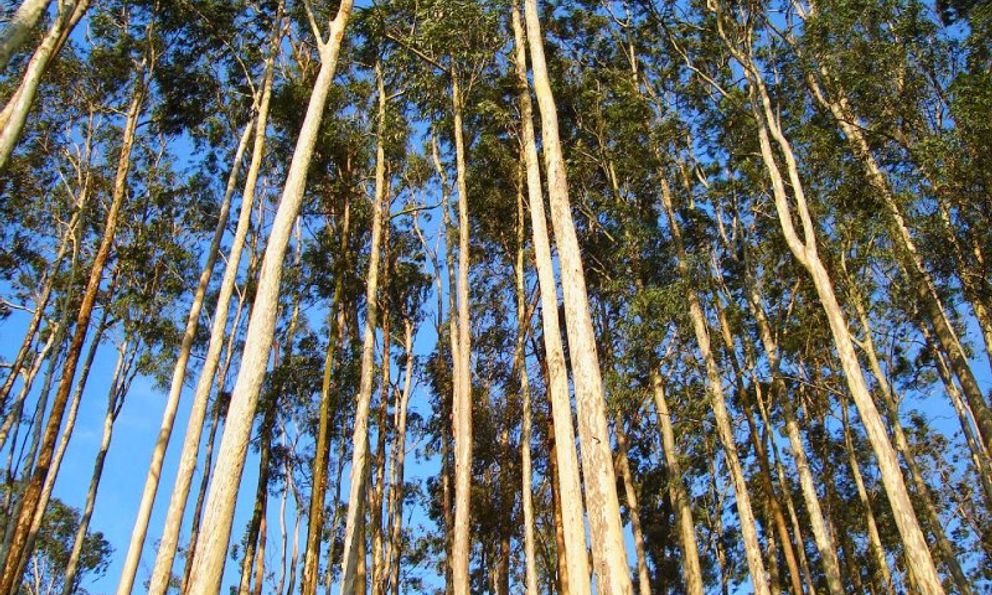 3 loại cây phổ biến song không nên trồng sát nhà: Có loại phá hỏng móng, có loại nguy hiểm vì 