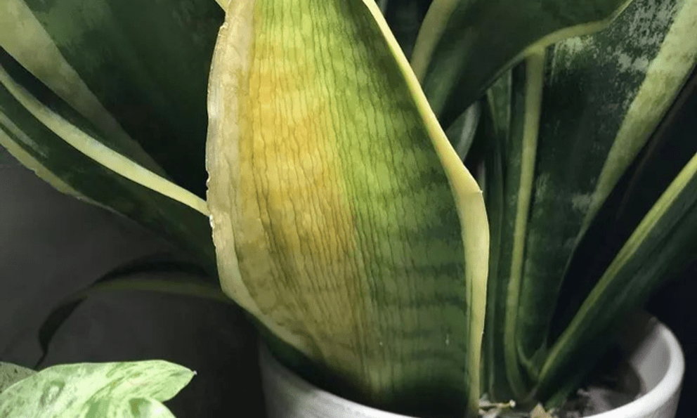 Việt Nam có loại cây được ví như 