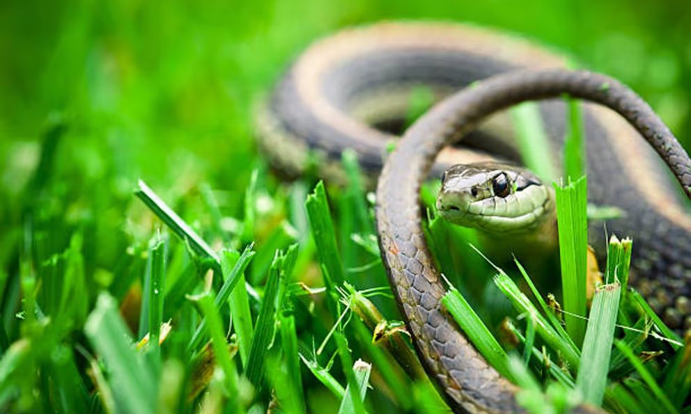 Rắn rất sợ mùi của 3 loại cây này