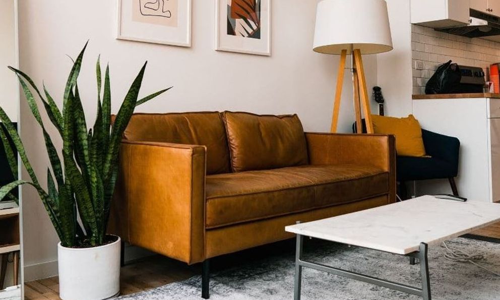 4 sai lầm thường gặp nhất khi trồng cây trong nhà