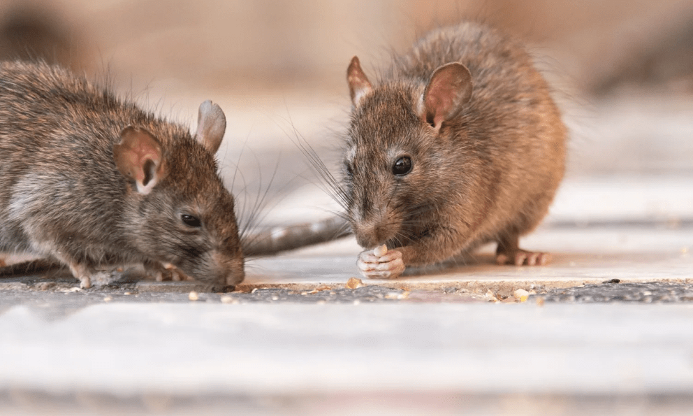 Chuột rất sợ 1 loại gia vị trong bếp: Để quanh nhà, chuột chẳng dám bén mảng