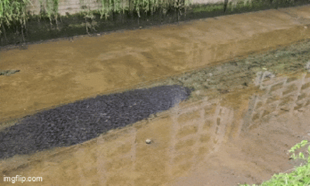 Đi qua một rãnh nước, người dân ghi lại được cảnh tượng 