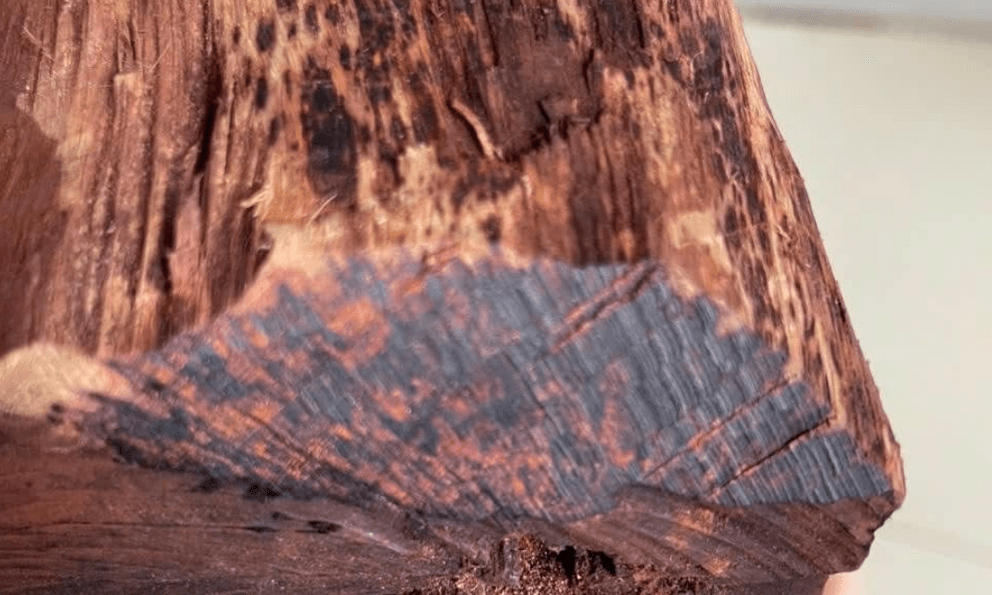 Cây gỗ tại Việt Nam được thương lái Trung Quốc mua giá cao bất thường, một địa phương phải ra cảnh báo