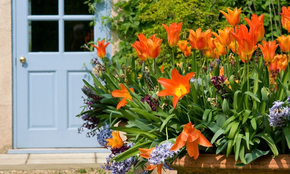 5 loại cây trồng trước nhà rất hợp: Khách đến ấn tượng mãi không quên!