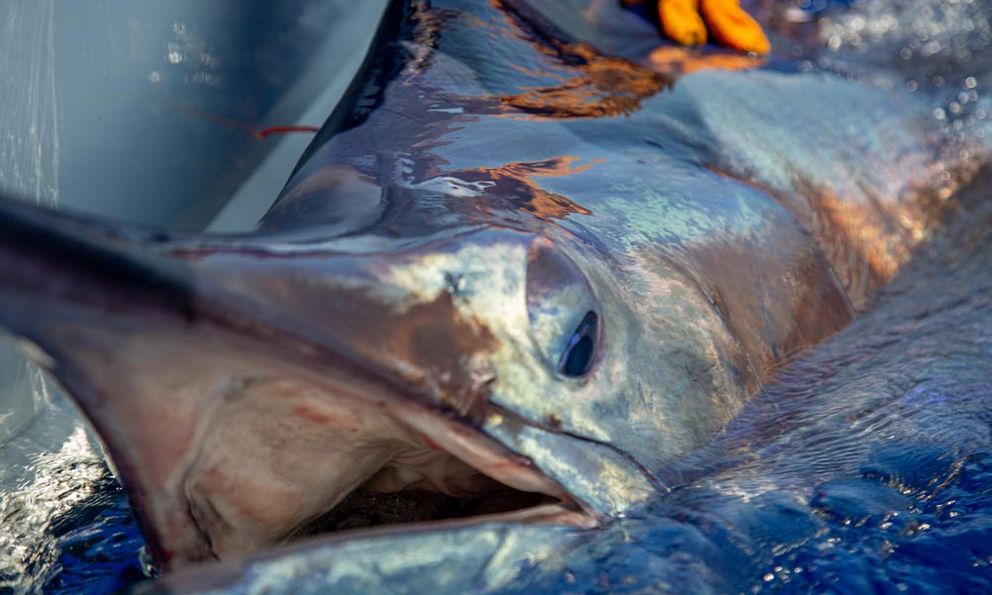 Ngư dân vật lộn nghẹt thở với 