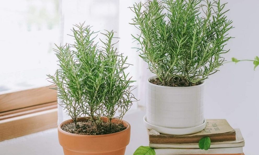 3 loại cây vừa đuổi rắn, vừa trấn trạch, mang lại phong thủy tốt không ngờ cho gia chủ 