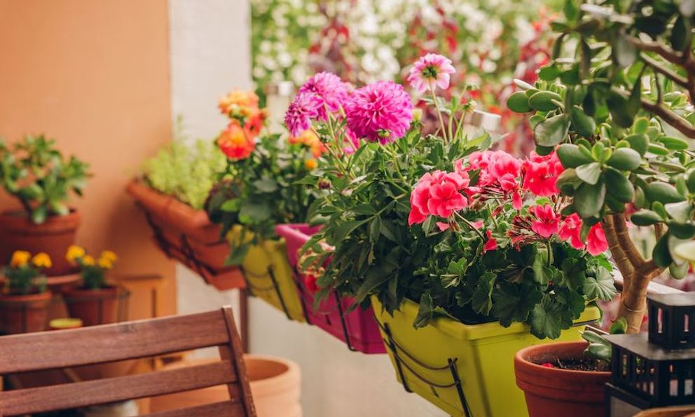 4 loại cây không bao giờ nên trồng ở ban công dù đẹp đến mấy