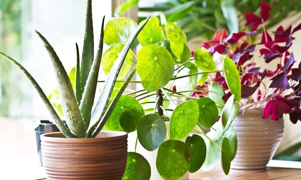 3 cặp cây không nên trồng cạnh nhau dù nhà chật đến mấy 