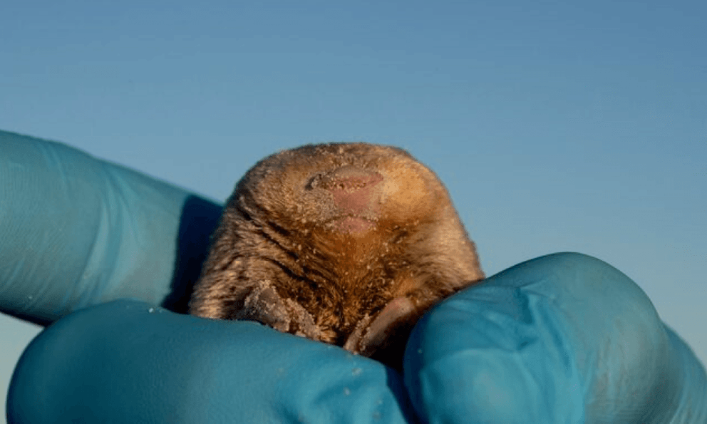 Đưa chó săn vào cuộc, chuyên gia không ngờ lại tìm thấy loài vật từng bị tuyên bố tuyệt chủng gần 90 năm