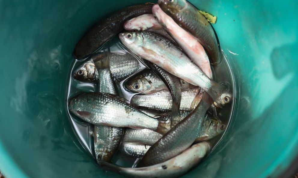 Món ăn chế biến từ cá 