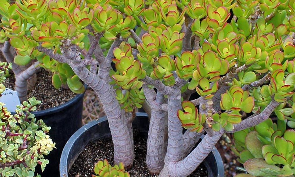 Không phải phát tài, kim tiền, người Trung Quốc coi đây mới là cây phú quý: Nhiều người Việt chưa biết