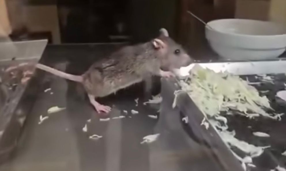 Clip chuột ăn rau trong tủ bánh mì ở Hà Nội khiến người xem rùng mình: Chủ quán giải thích