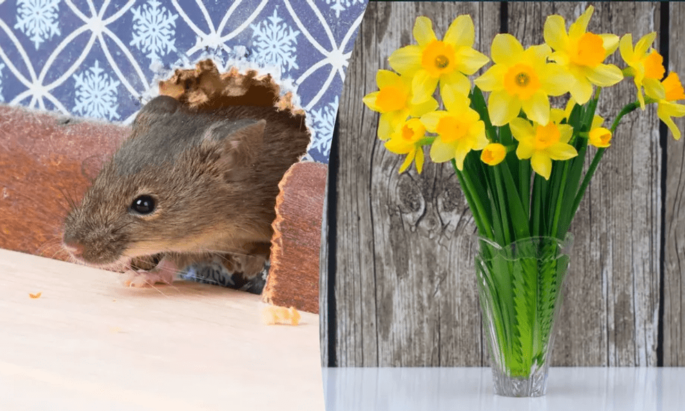 Chuột rất sợ 7 loại cây này: Muốn đuổi chuột, hãy trồng ít nhất 1 loại