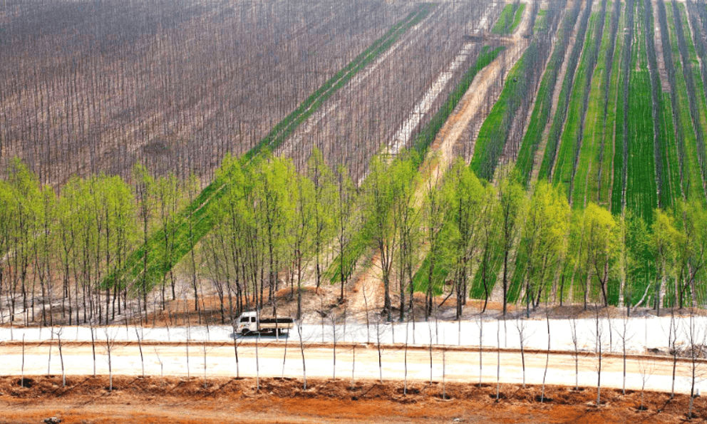 Trồng 78 tỷ cây xanh, các nhà nghiên cứu Trung Quốc chỉ ra mặt trái nghiêm trọng