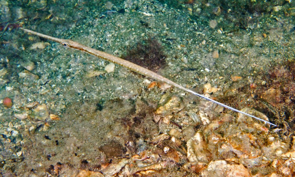 Loài cá có hình dạng độc nhất vô nhị ở Việt Nam, là món ngon được giới nhà giàu 