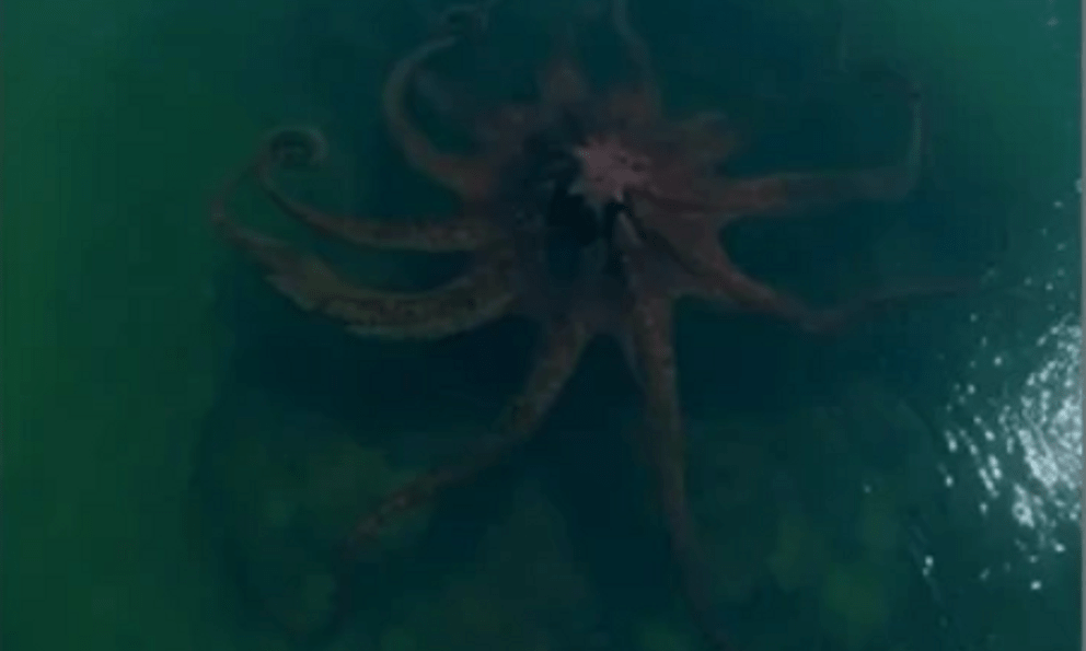 Bất ngờ phát hiện 