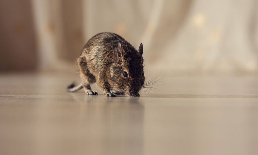 Chuột cực kỳ sợ 4 loại mùi này: Toàn những loại quen thuộc tới bất ngờ