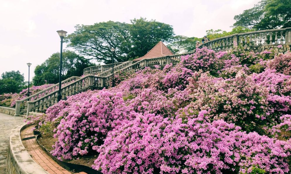 Loại cây được Singapore đánh giá là 