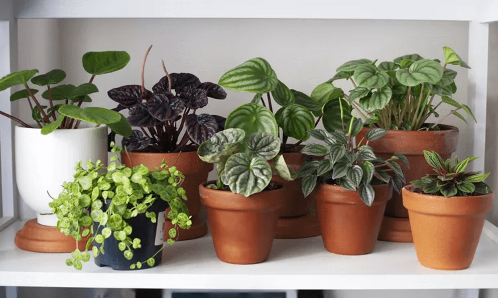 9 loại cây không nên trồng trong nhà kẻo mang lại phiền toái