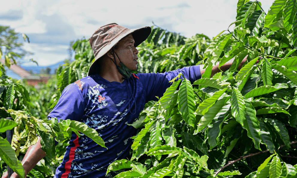 Một nông sản Việt lập dấu mốc chưa từng có sau 35 năm