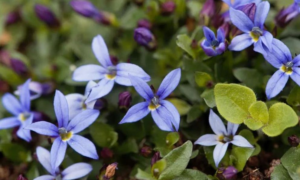 5 loại cây có cho cũng không nên trồng trong vườn