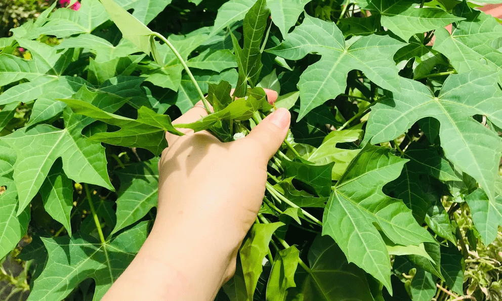 Việt Nam có loại rau cực bổ dưỡng, được giới khoa học khen ngợi hết lời: Tiếc là ít người biết để ăn