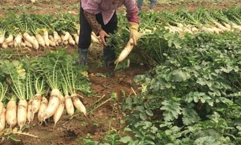 Việt Nam có loại củ được ví như “nhân sâm mùa đông”: Luộc hay kho đều ngon, Đông Y coi là thuốc tự nhiên