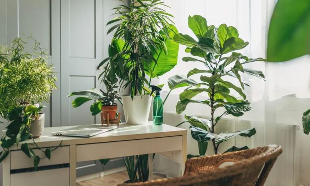 8 loại cây rẻ mấy cũng không nên mua về kẻo hối không kịp