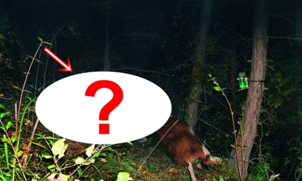 Lần theo đoạn video chỉ vài giây, chuyên gia hân hoan tìm thấy loài vật từng 