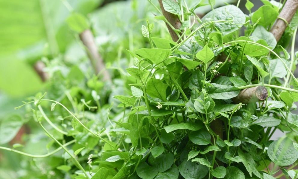 Việt Nam có loại rau người Trung Quốc coi như “báu vật”: Cực tốt cho nam giới nhưng hay bị chê