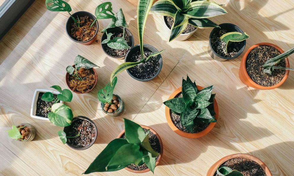 7 loại cây cảnh khó chăm nhất trên đời, trước khi trồng hãy suy nghĩ thật kỹ