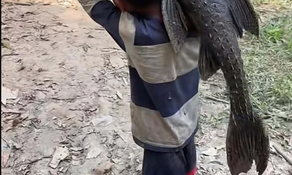 Cậu bé 5 tuổi gồng mình vác con 